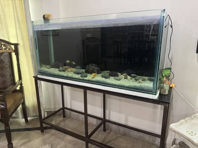 Aquarium 4.5 lft
