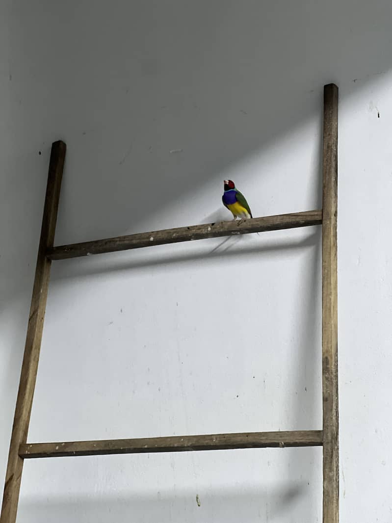 Parrots 3