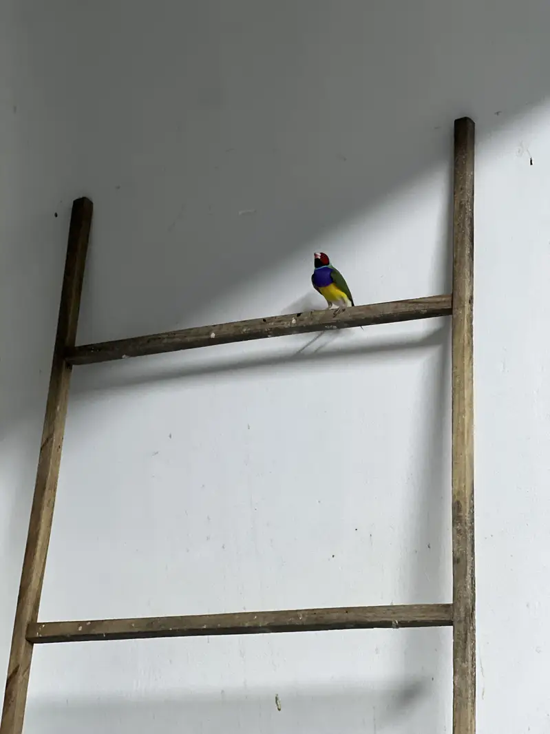 Parrots — photo 4