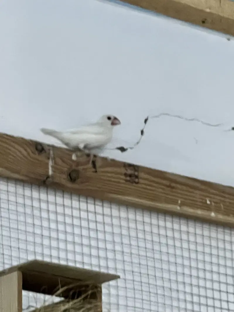 Parrots — photo 5
