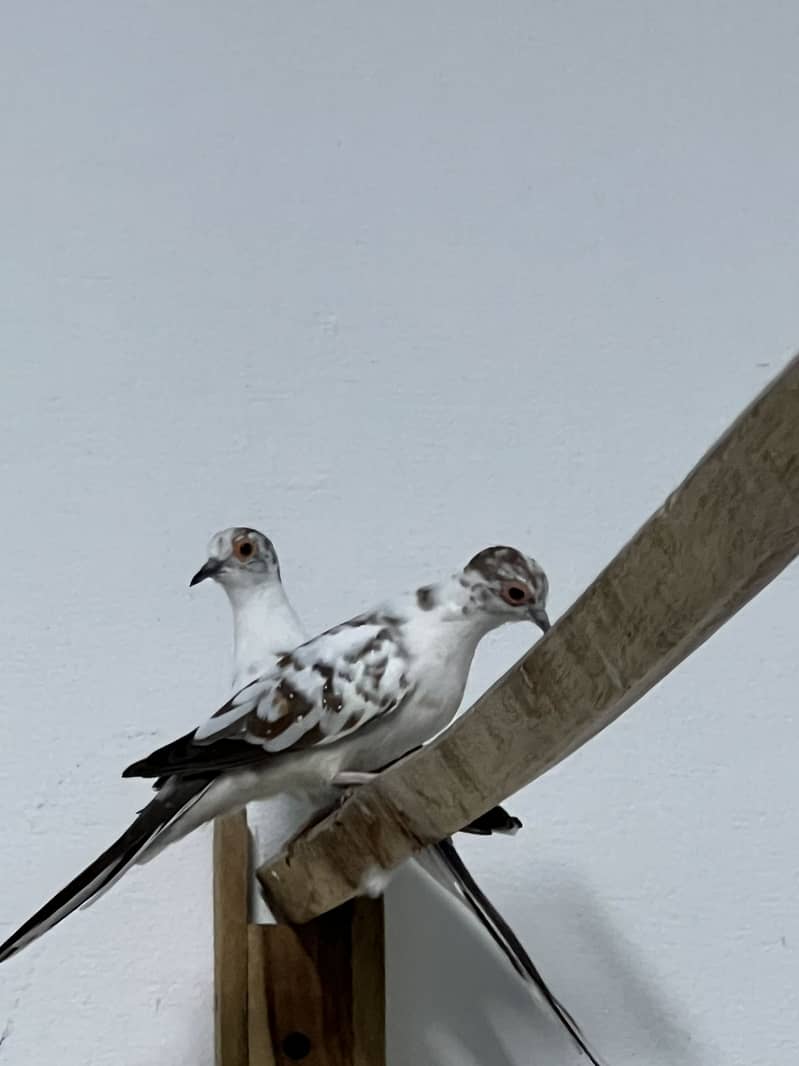 Parrots 5