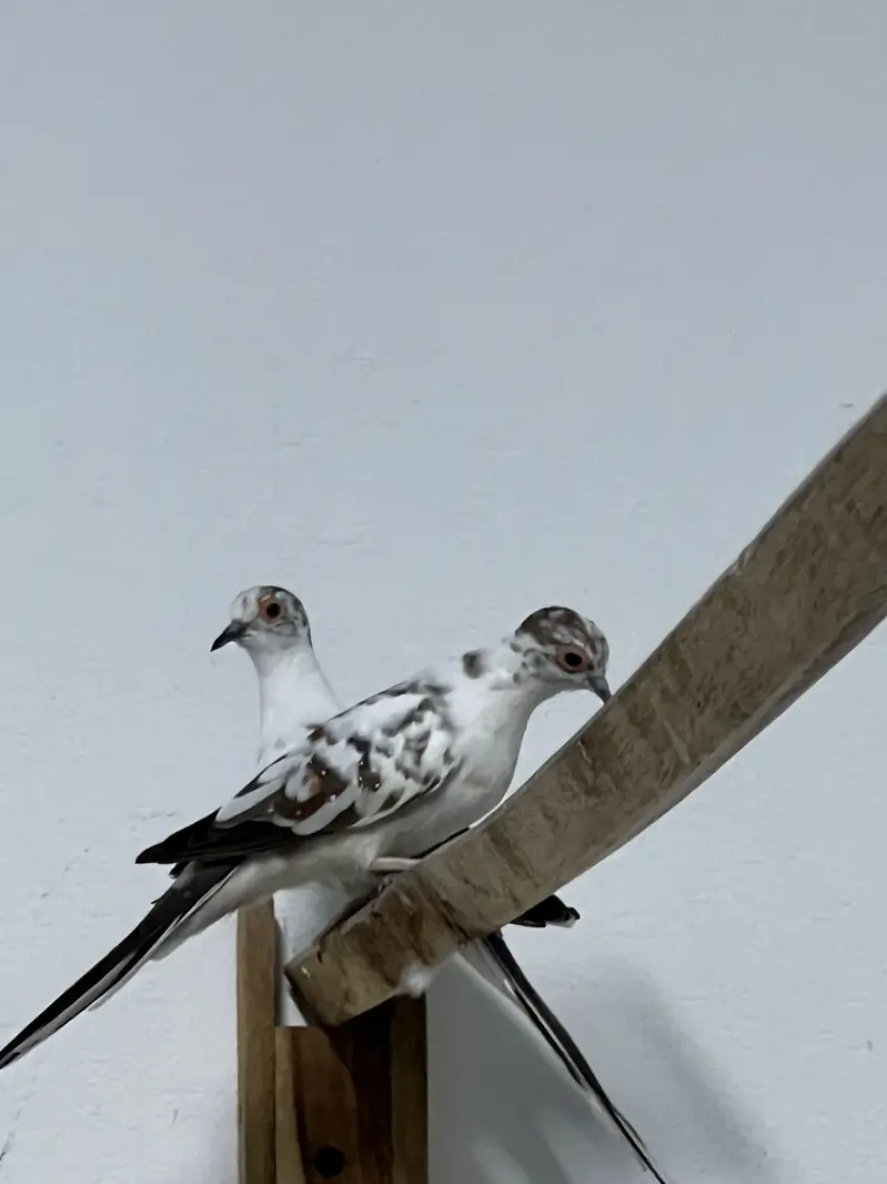 Parrots — photo 6