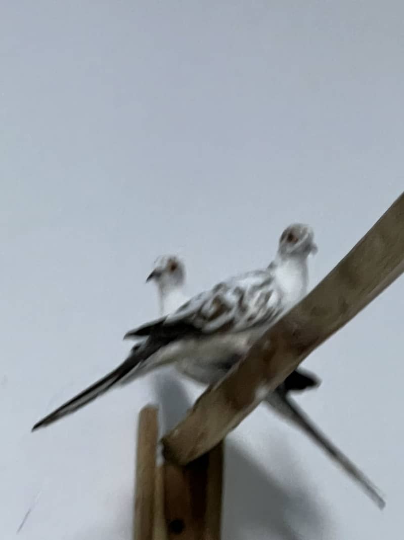 Parrots 6