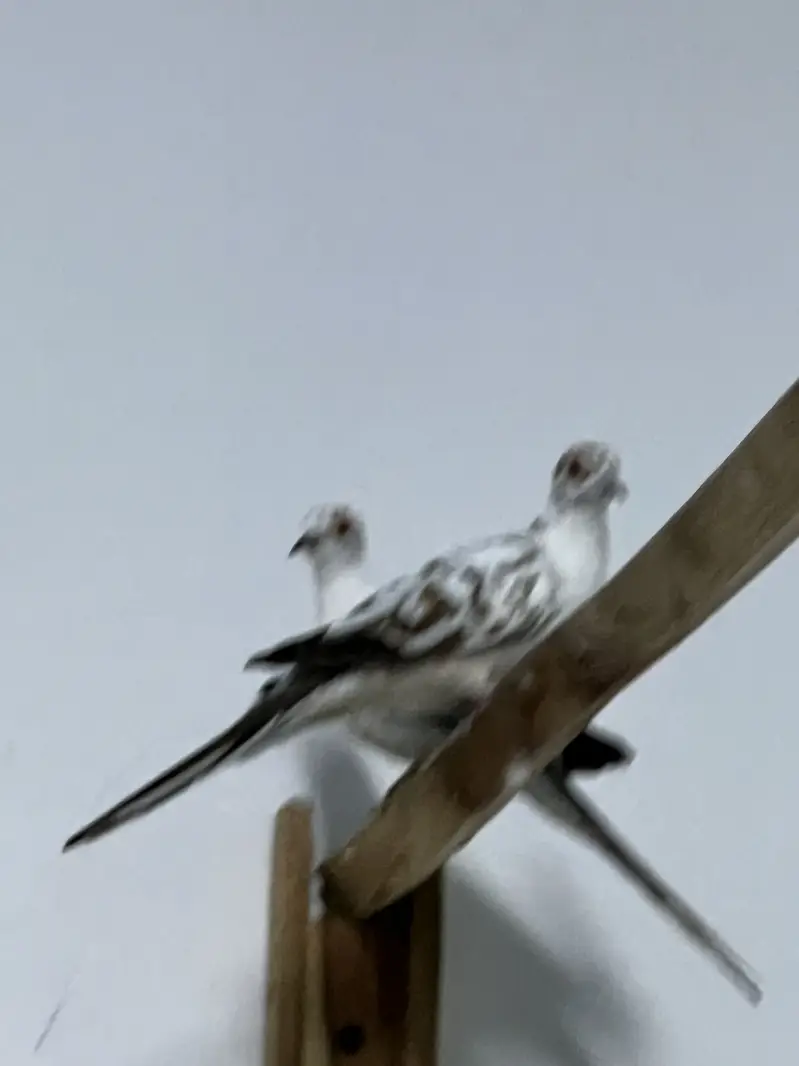 Parrots — photo 7