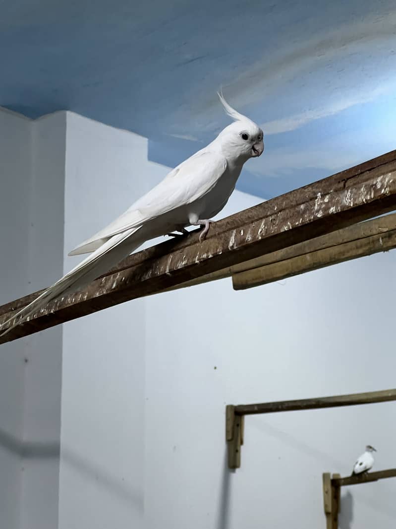 Parrots 7