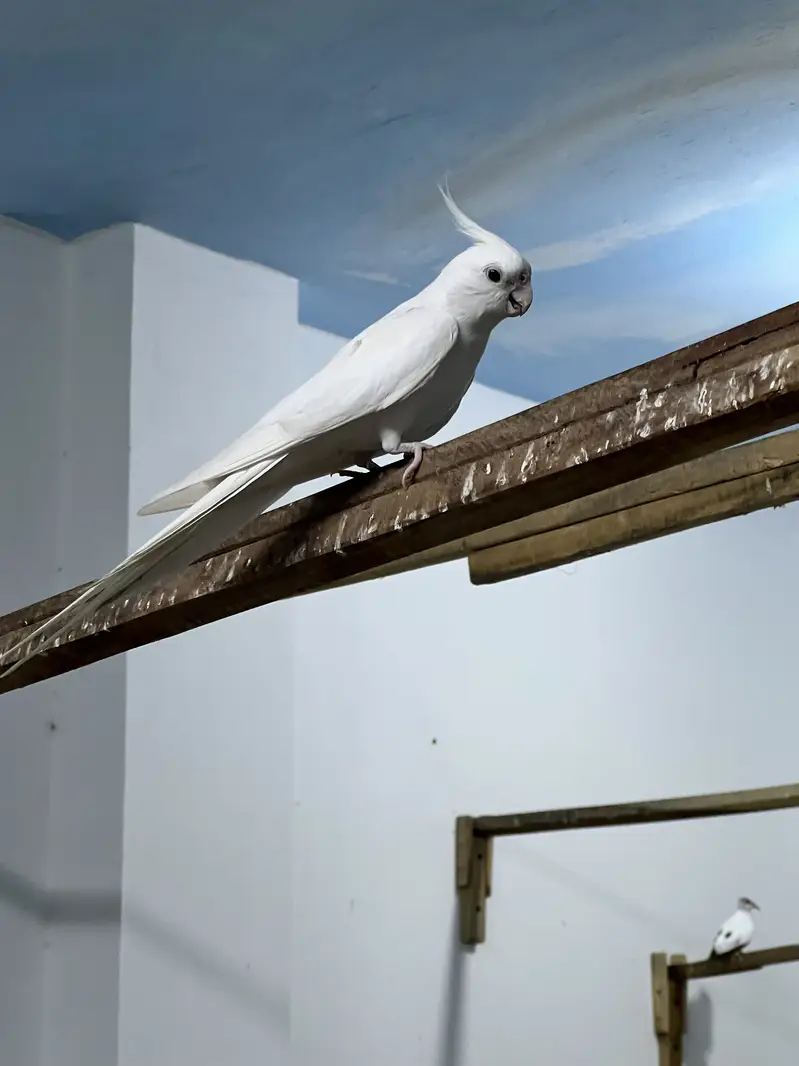 Parrots — photo 8