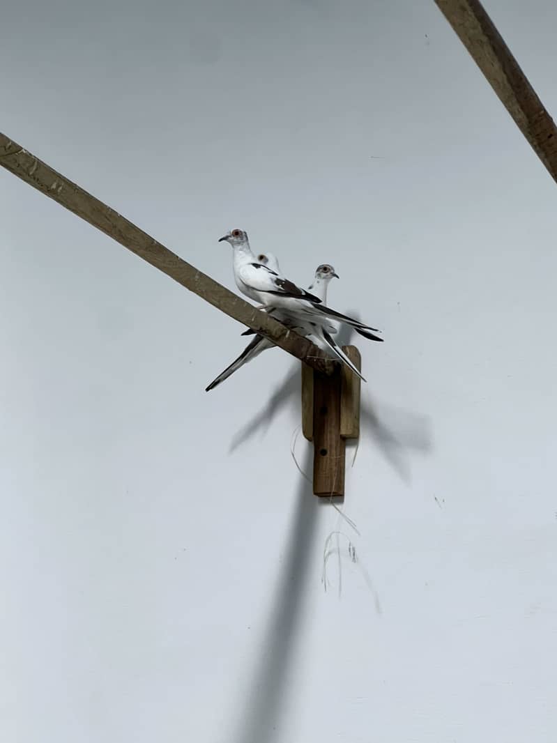 Parrots 8