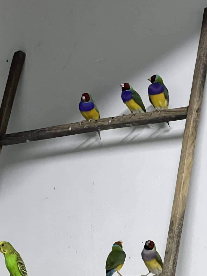 Parrots 9
