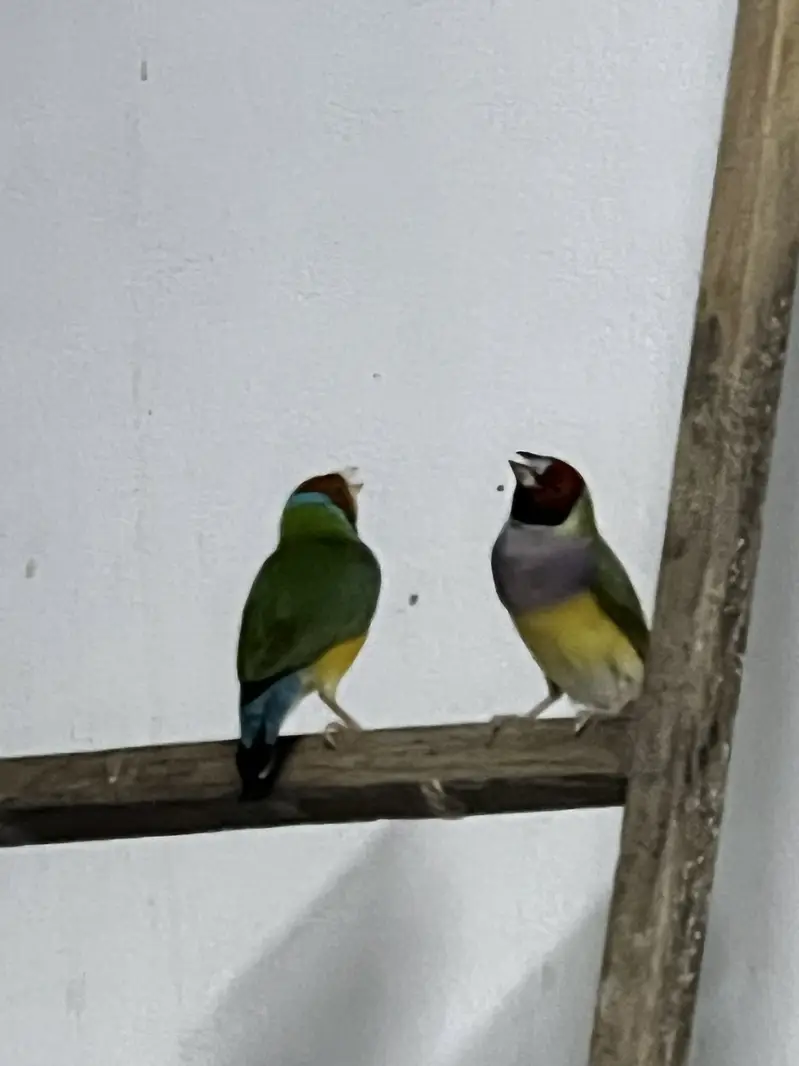 Parrots — photo 11
