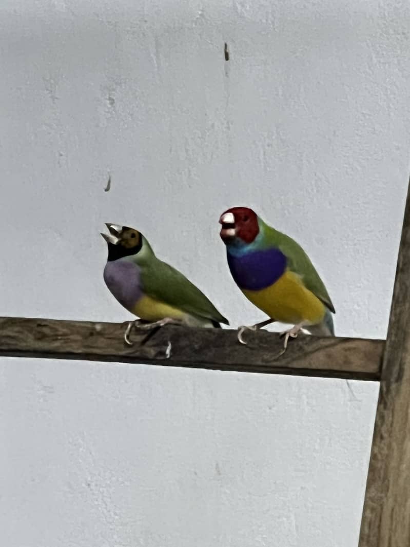 Parrots 11