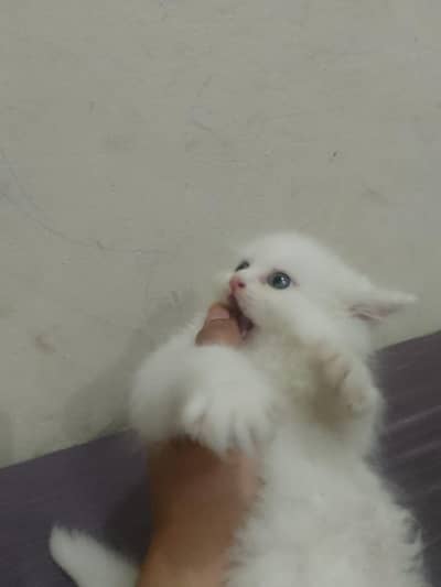 Persian pair haa white colour pure breed haa (03288534432)whatsaap