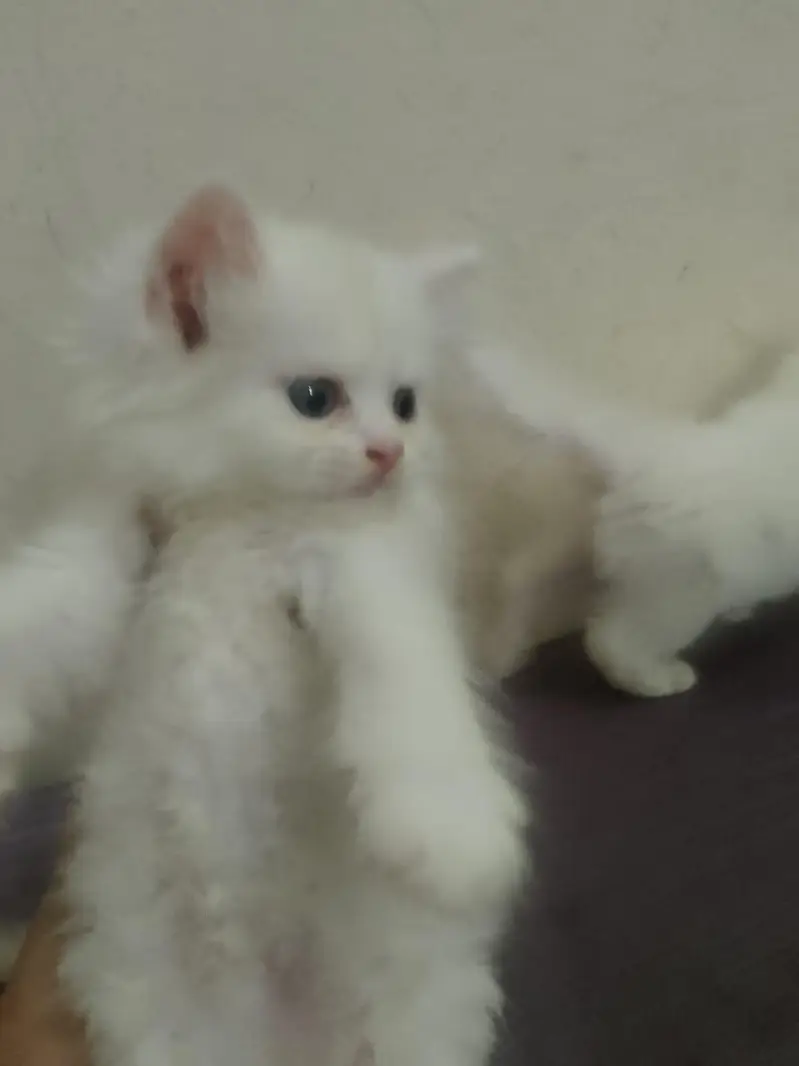 Persian pair haa white colour pure breed haa (03288534432)whatsaap — photo 2