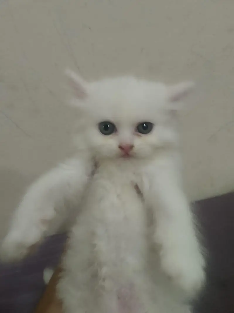 Persian pair haa white colour pure breed haa (03288534432)whatsaap — photo 3