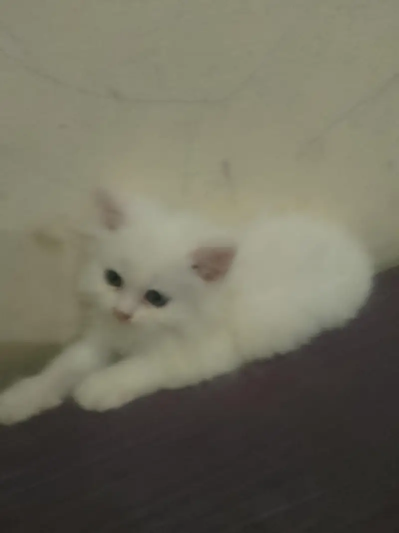 Persian pair haa white colour pure breed haa (03288534432)whatsaap — photo 4