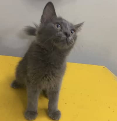 British Shorthair Male