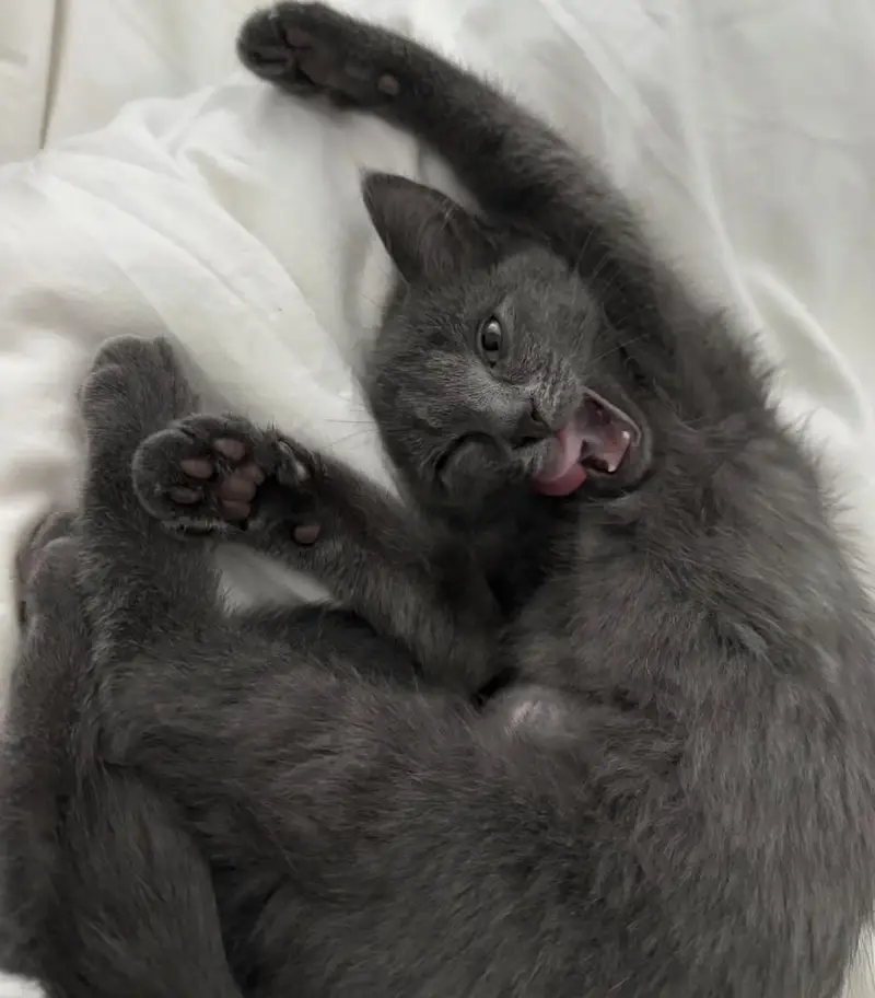 British Shorthair Male — photo 2