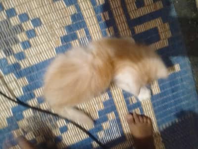 sale my cat full friendly