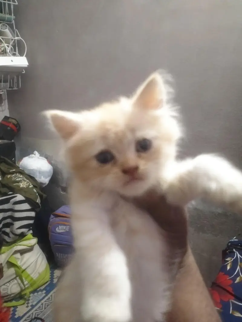 sale my cat full friendly — photo 2