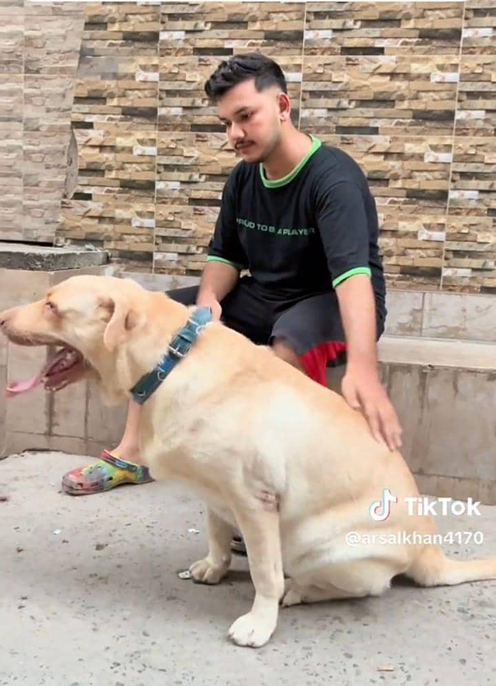 Labrador   only heet 2