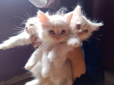 3 White Persian Kittens | Pure & Fluffy | Healthy & Playful