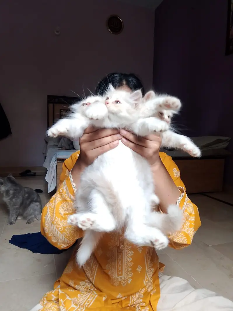 3 White Persian Kittens | Pure & Fluffy | Healthy & Playful — photo 2