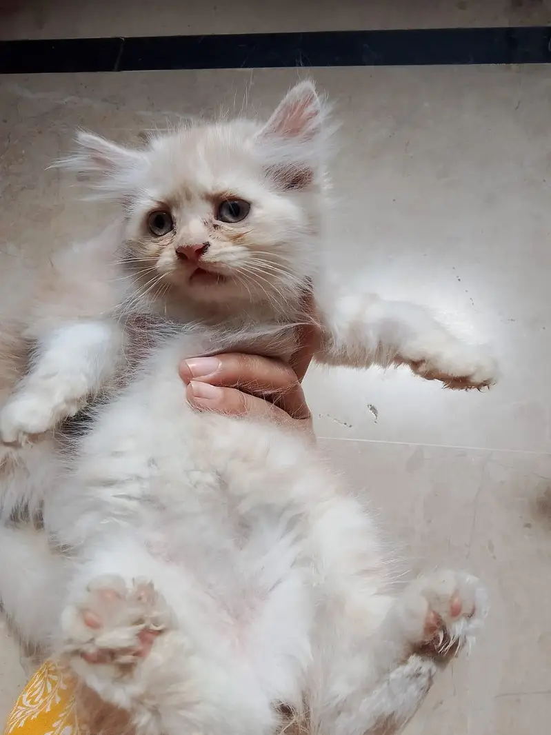 3 White Persian Kittens | Pure & Fluffy | Healthy & Playful — photo 3