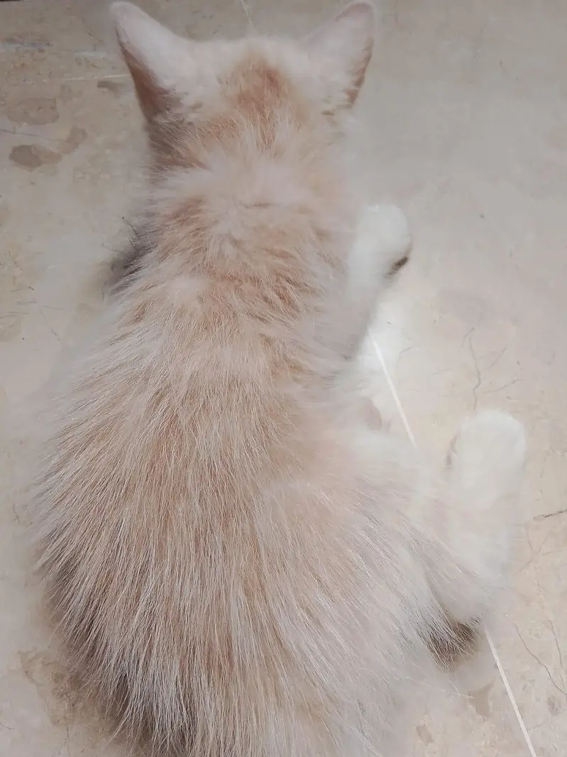 3 White Persian Kittens | Pure & Fluffy | Healthy & Playful — photo 4