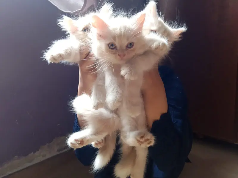 3 White Persian Kittens | Pure & Fluffy | Healthy & Playful — photo 5