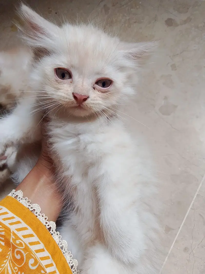 3 White Persian Kittens | Pure & Fluffy | Healthy & Playful — photo 6