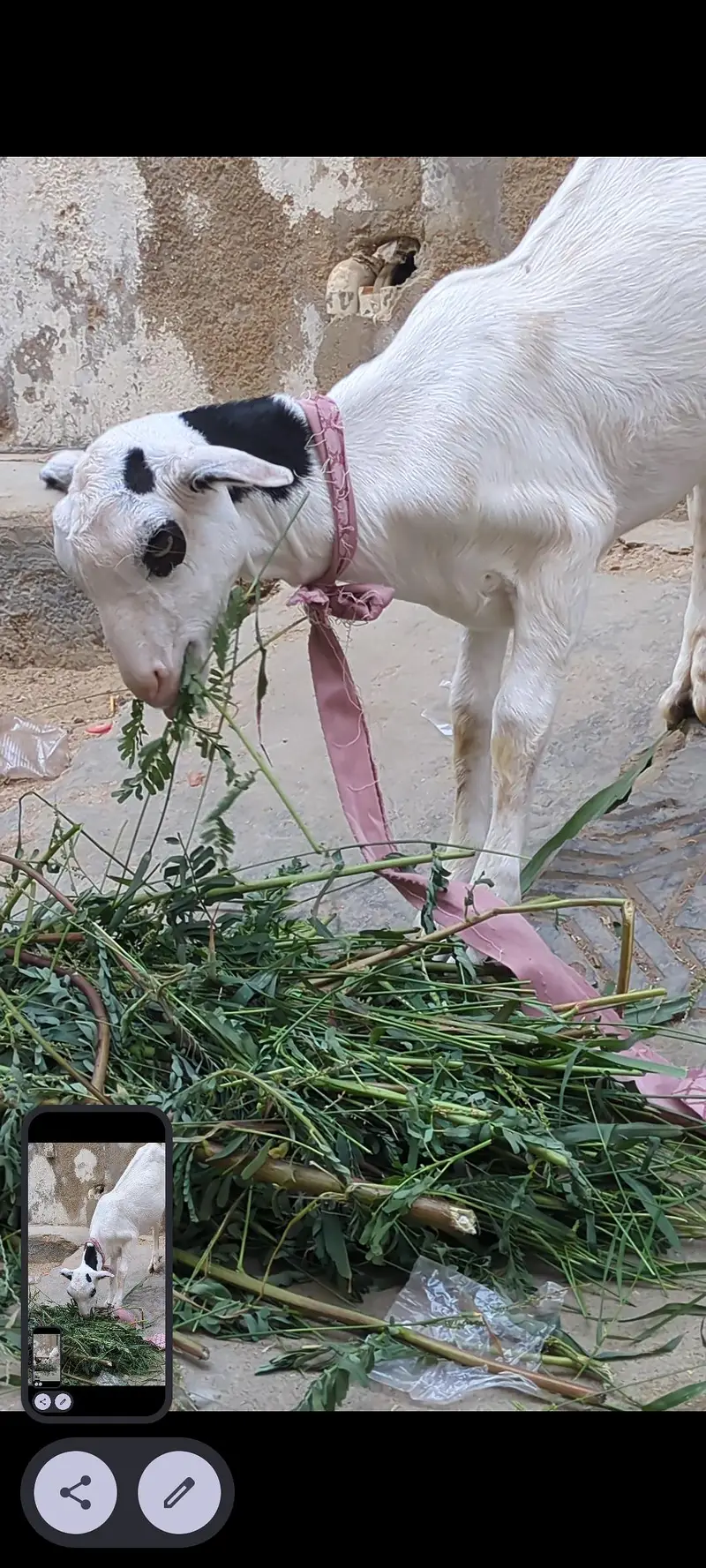 Teddy khubsurat bachay — photo 2