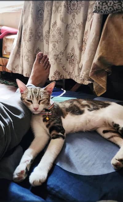 adoption playful healthy active cat