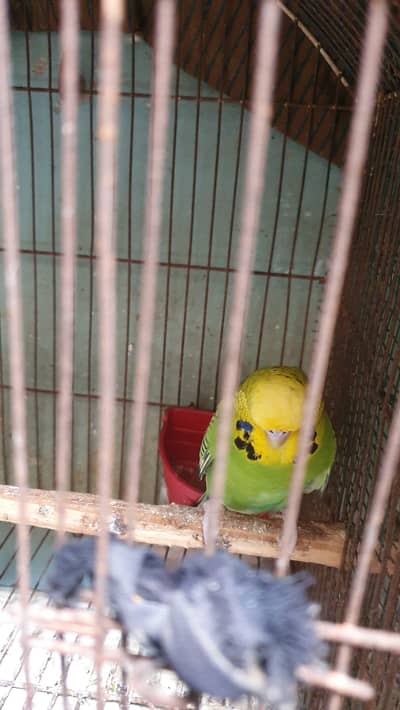 TCB Exhibition Female / Blue ExhibitionMale/ King exi pair