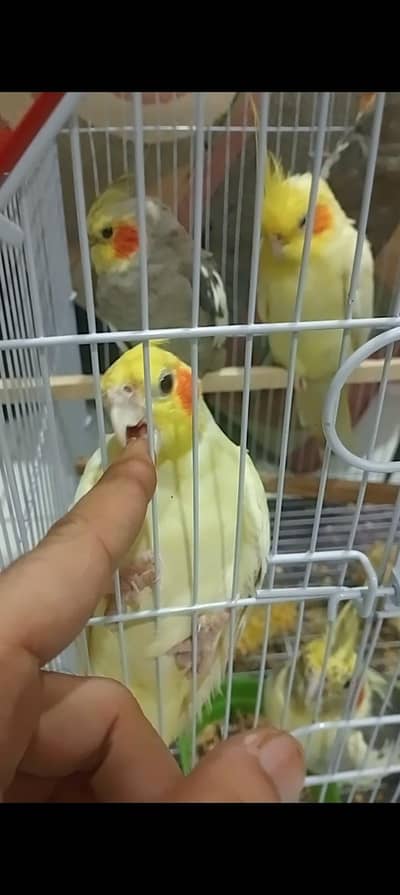 cocktail breeder Pair available and black wings budgie