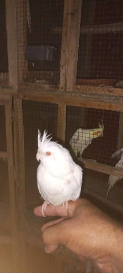 cocktail Eno red eyes tame female