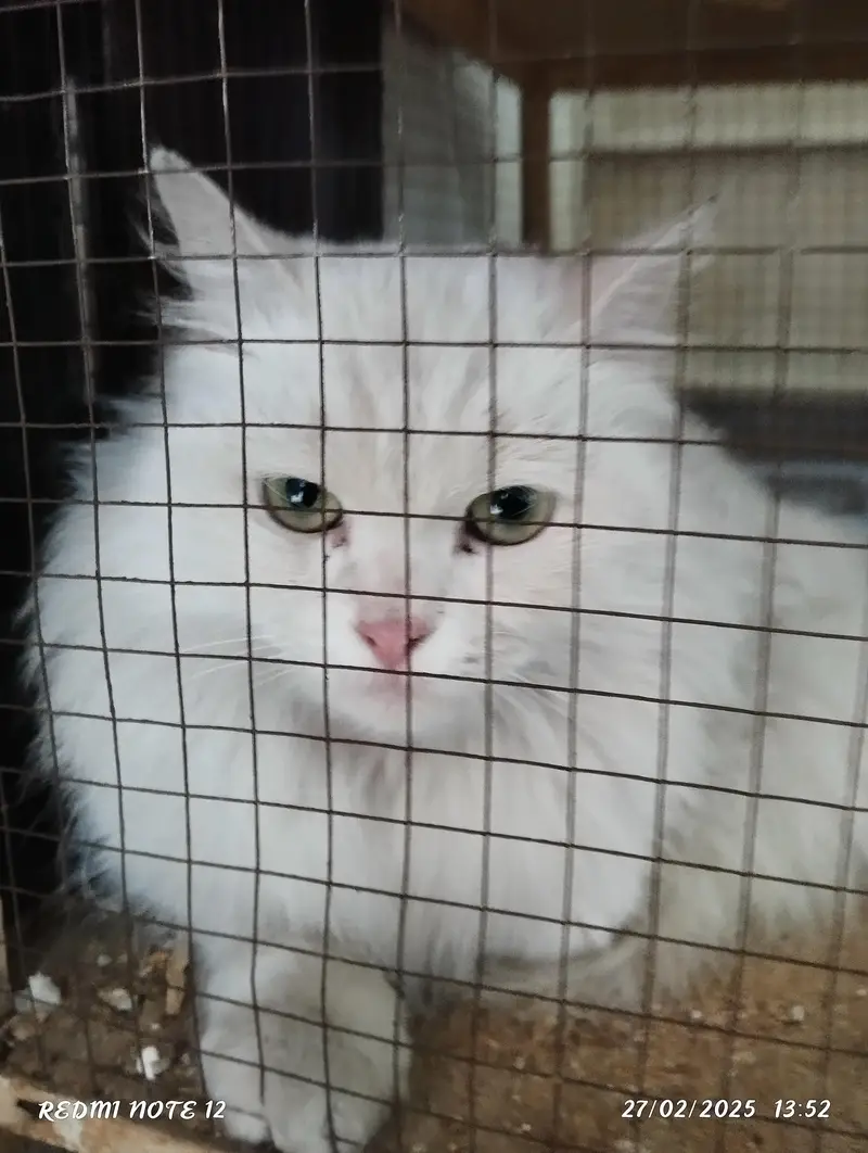Turkiah Angora persia  female — photo 3