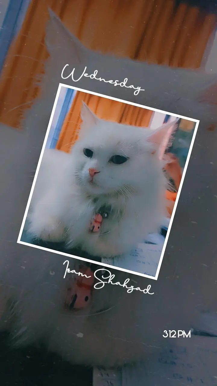 Turkiah Angora persia  female — photo 4
