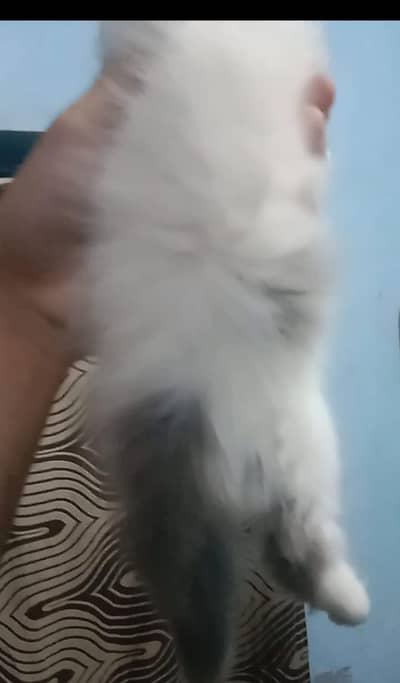 Persian kitten male female