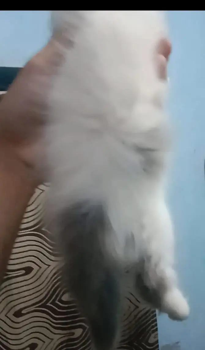 Persian kitten male female