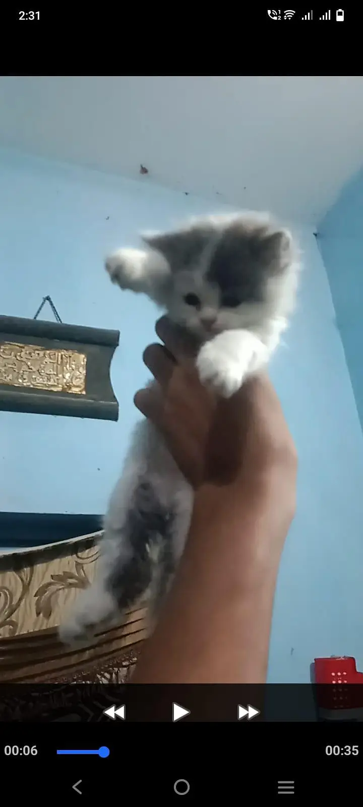 Persian kitten male female — photo 4