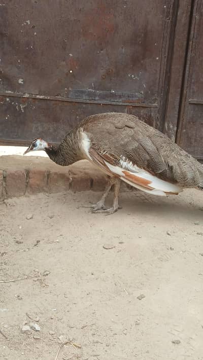 blue shoulder female | Black shoulder & Blue pide female vaccinated
