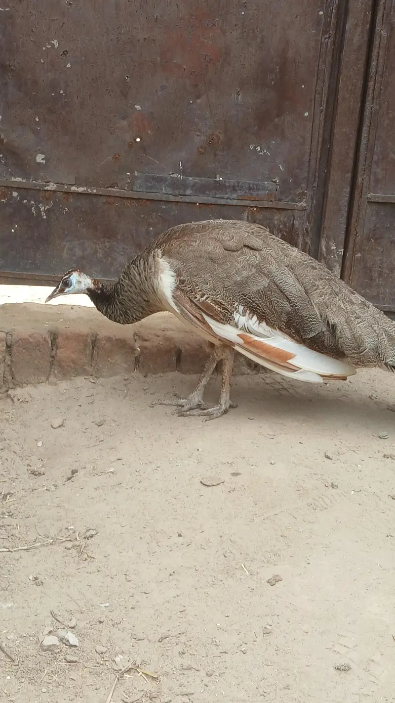 blue shoulder female | Black shoulder & Blue pide female vaccinated