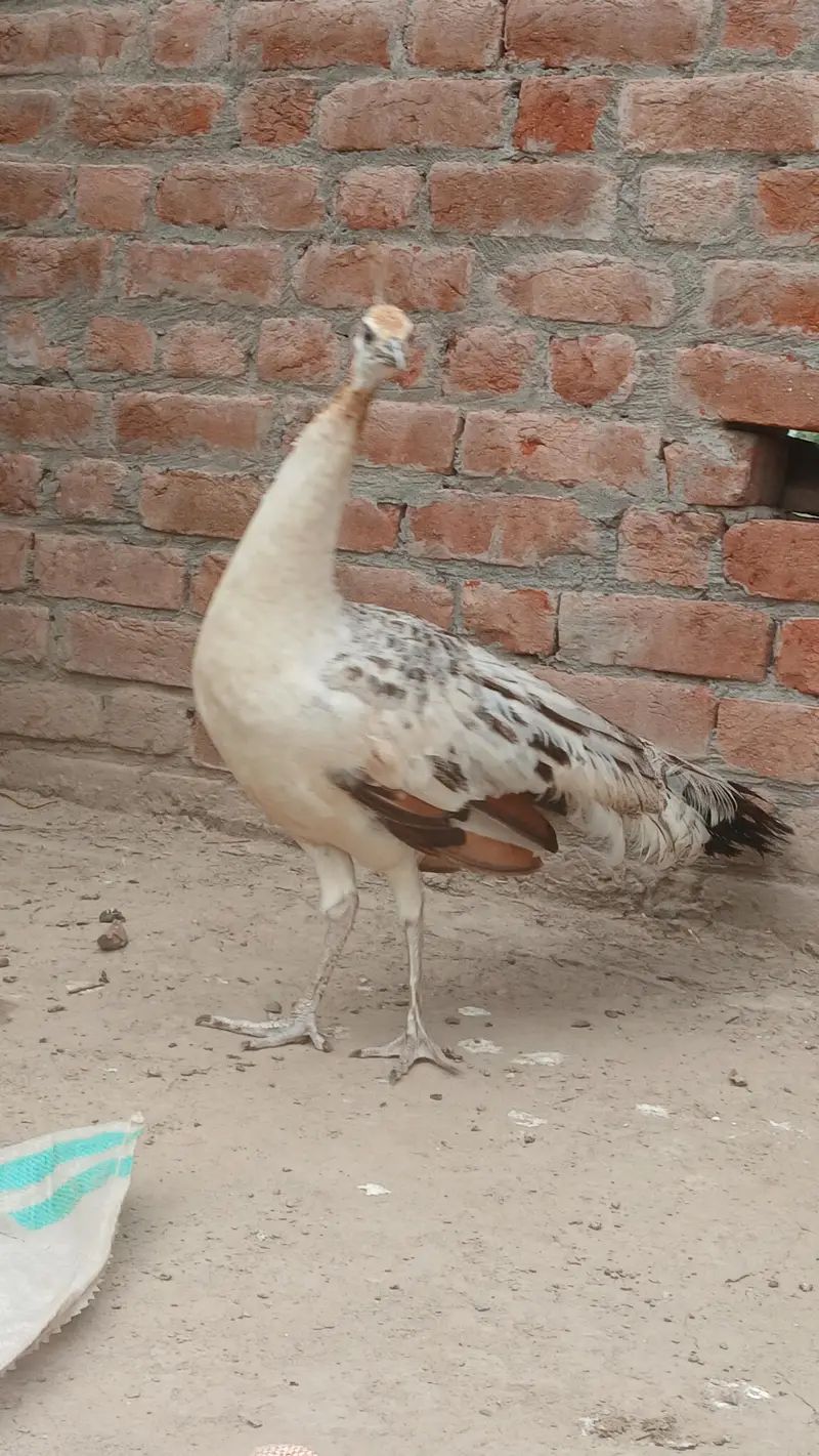 blue shoulder female | Black shoulder & Blue pide female vaccinated — photo 2