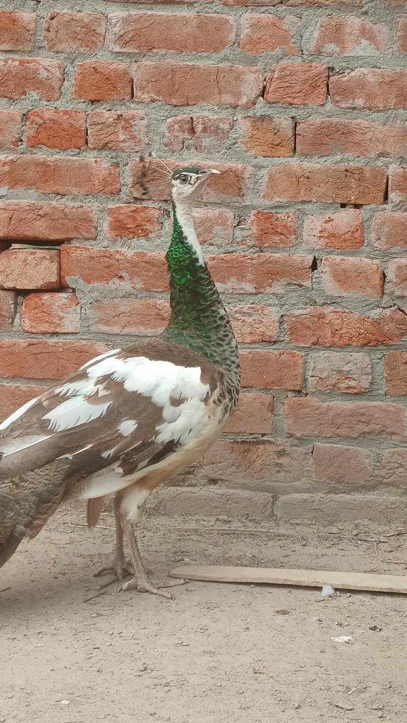 blue shoulder female | Black shoulder & Blue pide female vaccinated — photo 4
