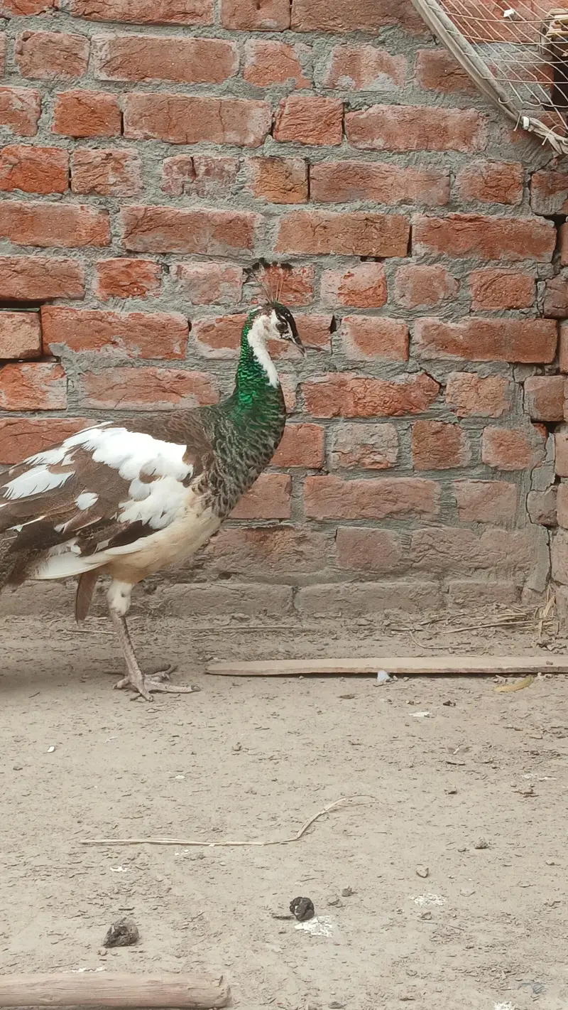 blue shoulder female | Black shoulder & Blue pide female vaccinated — photo 6