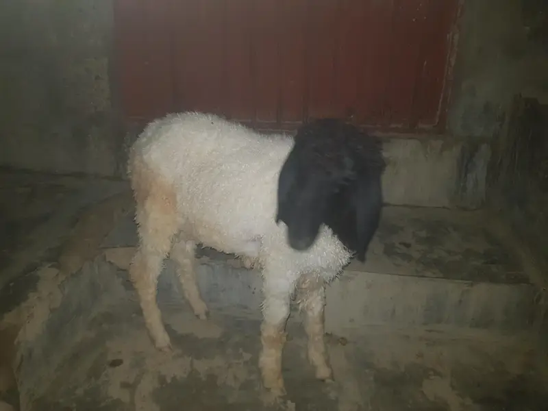 Abdullah khan — photo 3