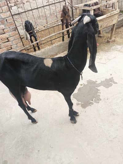 Beetal bakri whatsapp video mil jaegi