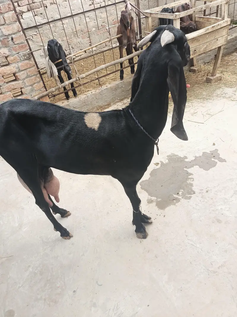 Beetal bakri whatsapp video mil jaegi