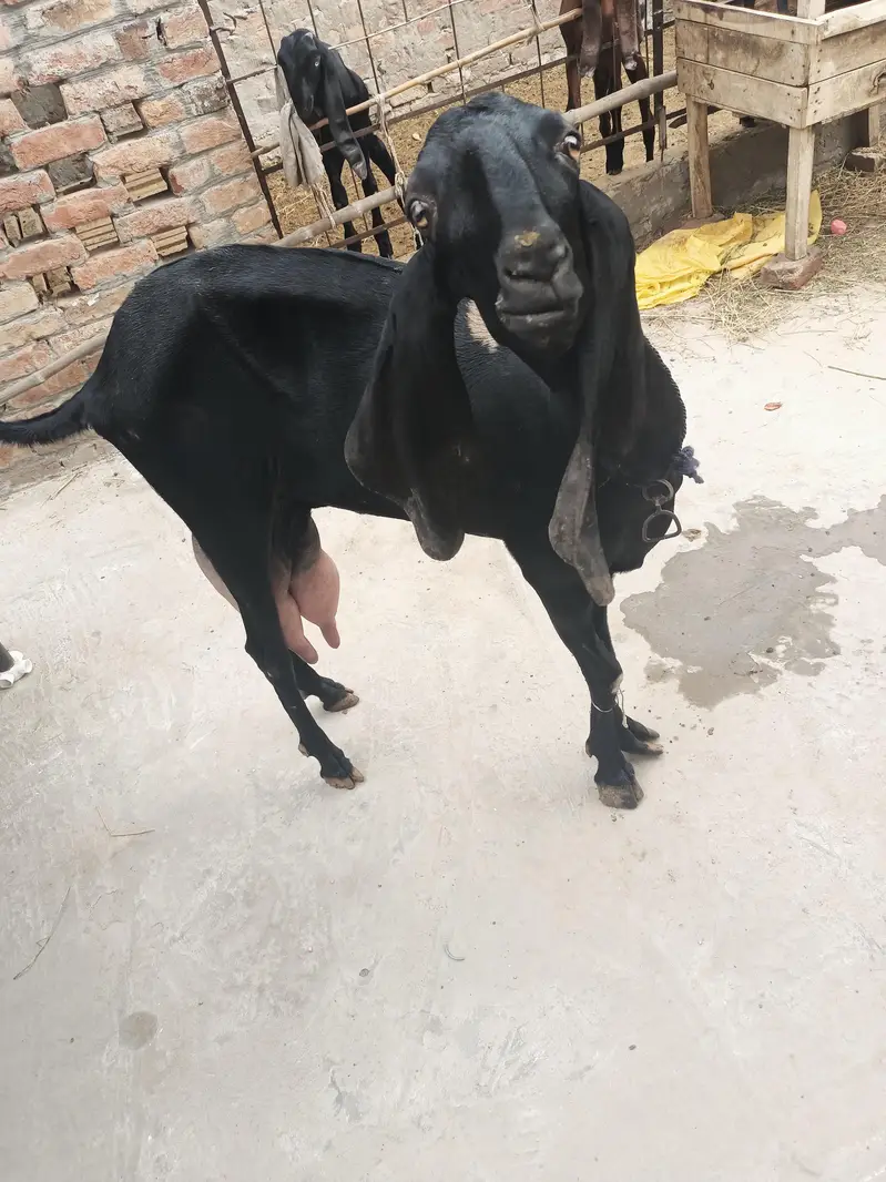 Beetal bakri whatsapp video mil jaegi — photo 2