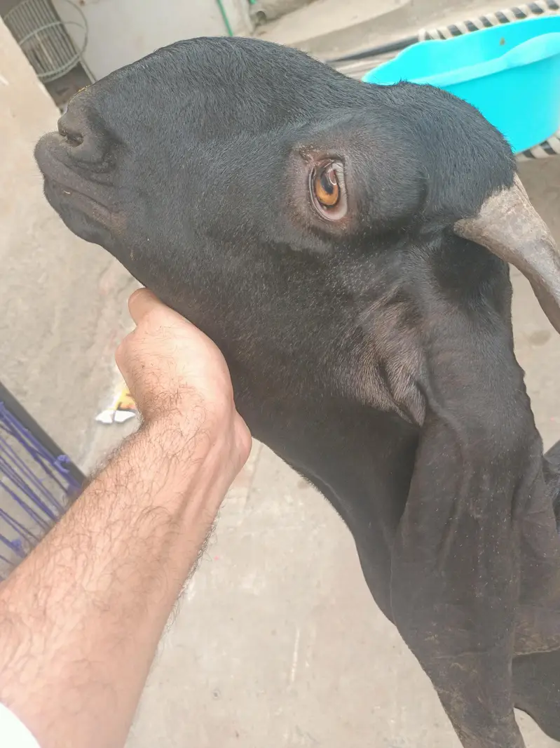 Beetal bakri whatsapp video mil jaegi — photo 3