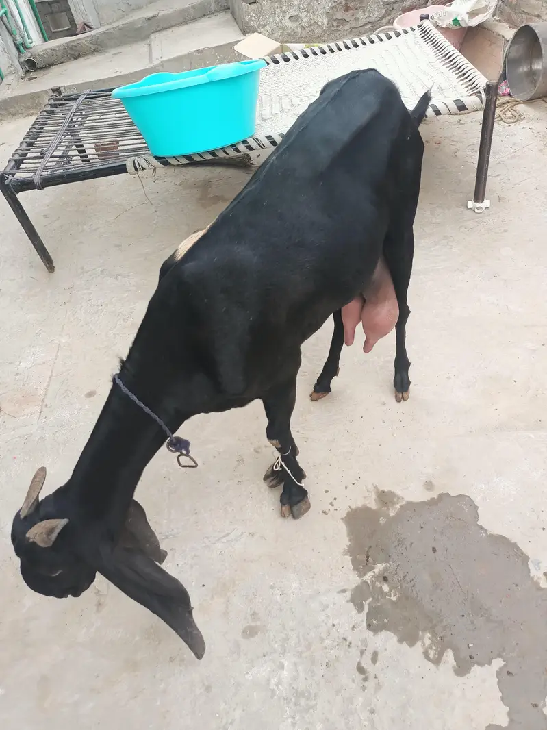 Beetal bakri whatsapp video mil jaegi — photo 4